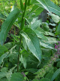 Oenothera glazioviana